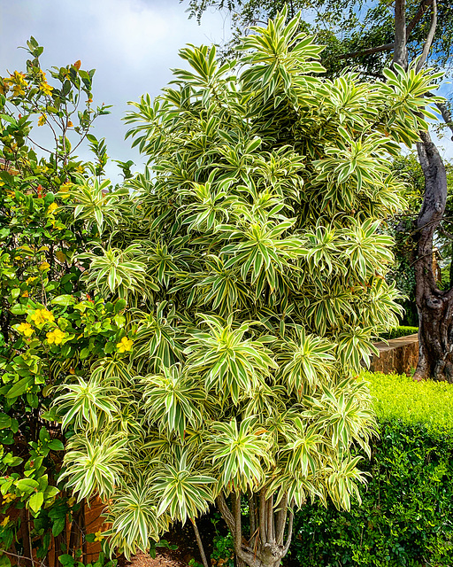 landscaping - walking in Kaimuki