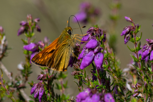 Large Skipper Butterfly