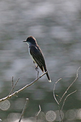 Bird and bokeh