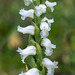 Spiranthes cernua (Nodding Ladies'-tresses orchid)