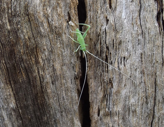 Elephantodeta species Nymph