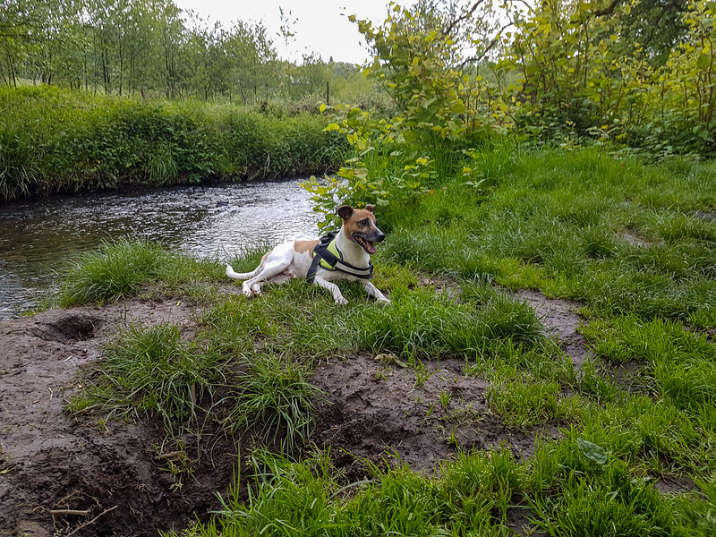 Solingen - Jack Russell Terrier Rico