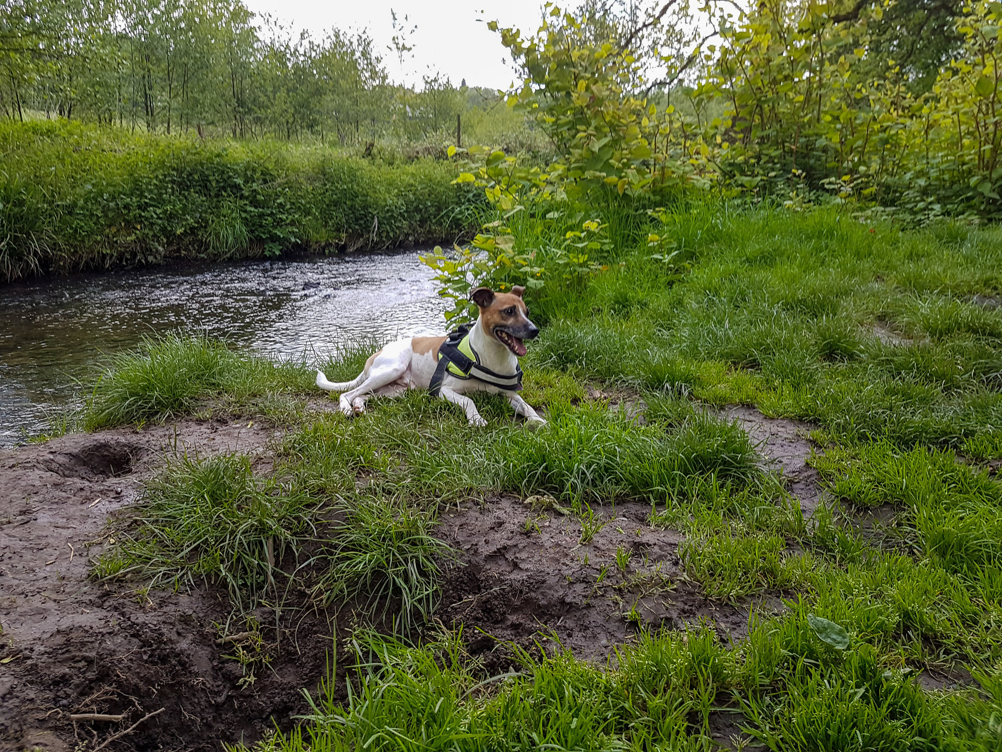 Solingen - Jack Russell Terrier Rico