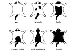 oad - cat coat patterns oad - cat coat patterns