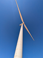 Torticolis éolien du Maroc