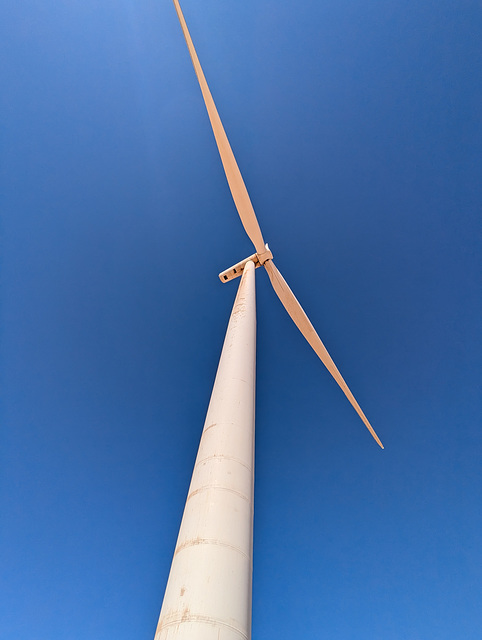 Torticolis éolien du Maroc