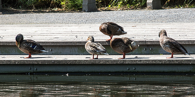 20140801 4482VRAw [D~E] Enten, Gruga-Park, Essen