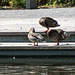 20140801 4482VRAw [D~E] Enten, Gruga-Park, Essen