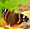 Red Admiral. Vanessa atalanta