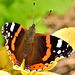 Red Admiral. Vanessa atalanta