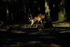 Brame à Rambouillet