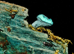 Green Elf Cup Fungus