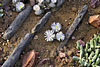 Aizoceae Lithops marmorata – Desert House, Princess of Wales Conservatory, Kew Gardens, Richmond upon Thames, London, England