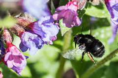 Hairy-footed Flower Bee-DSB 2894