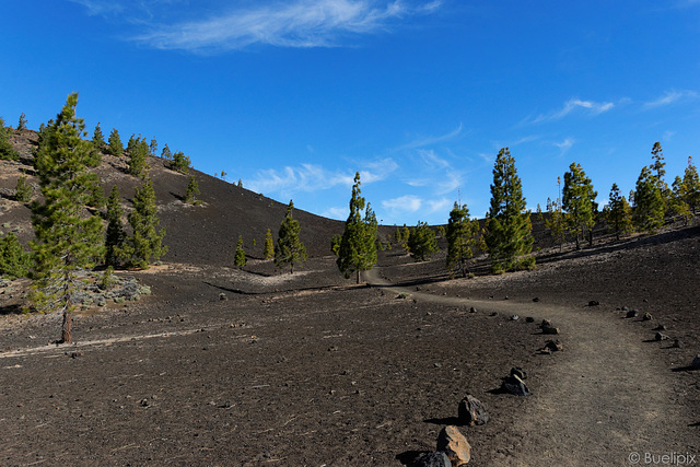 an der TF-38 - im Nationalpark El Teide (© Buelipix)