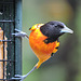 Baltimore Oriole