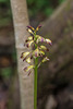 Aplectrum hyemale (Puttyroot orchid, Adam-and-Eve orchid)