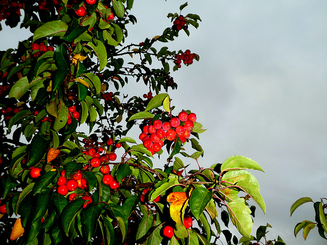 Rode sierappeltjes Malus Red Sentinel