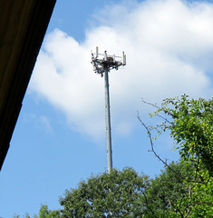 Osprey nest in lofty heights.