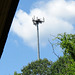 Osprey nest in lofty heights.