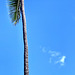 Palm, Sky, and Cloud