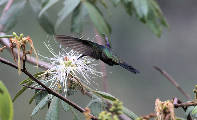 EF7A1121-CR2 DxO DeepPRIME -1Hummingbirdv3