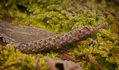 Das Erlen Kätzchen im Moos :)) The alder catkin in the moss :)) Le chaton d'aulne dans la mousse :))