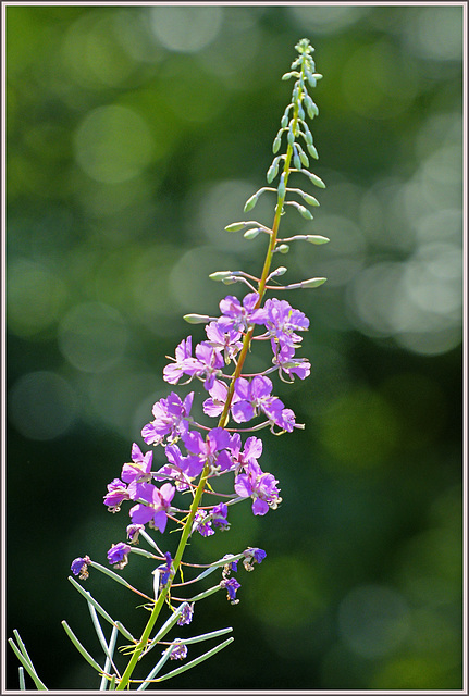Fireweed or Rosebay willowherb