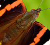 Red Admiral. Vanessa atalanta