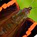 Red Admiral. Vanessa atalanta