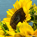 Sunflowers macro 090816-001