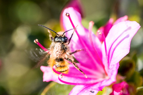 Tawny Mining Bee-DSB 2823