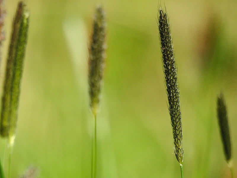 20170506 0901CPw [D~LIP] Gras, Bega-Aue, Bad Salzuflen