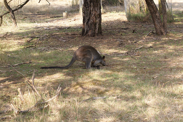 Wallaby On Phillip Island