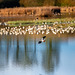 Lapwing in flight