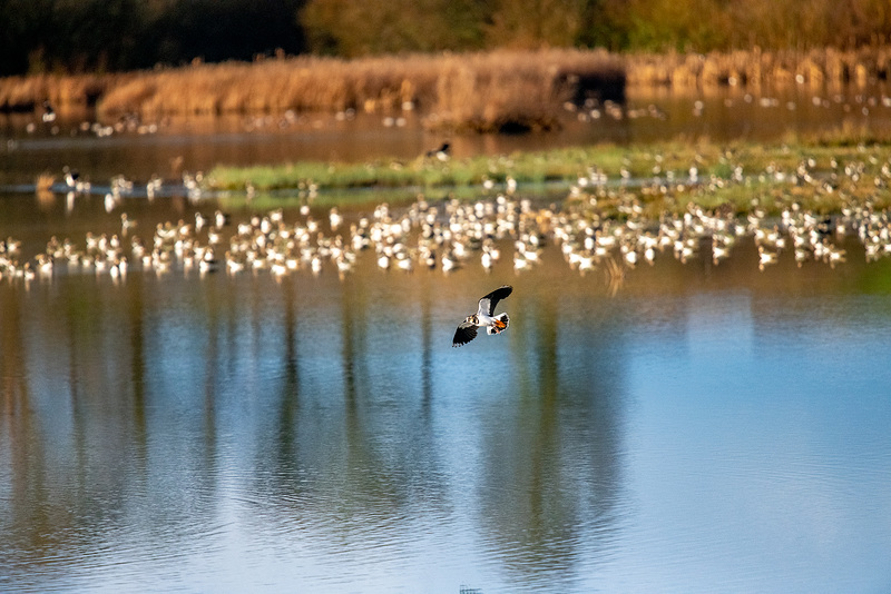 Lapwing in flight