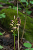 Aplectrum hyemale (Puttyroot orchid, Adam-and-Eve orchid)