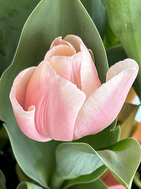 tulip