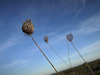 Daucus carota, Penedos