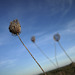 Daucus carota, Penedos