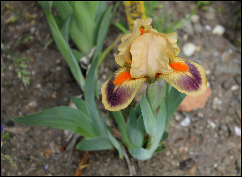 Iris Matthew Shepard (2)