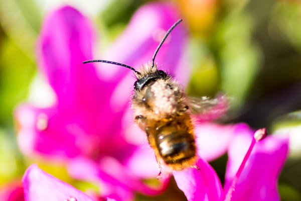 Tawny Mining Bee-DSB 2829