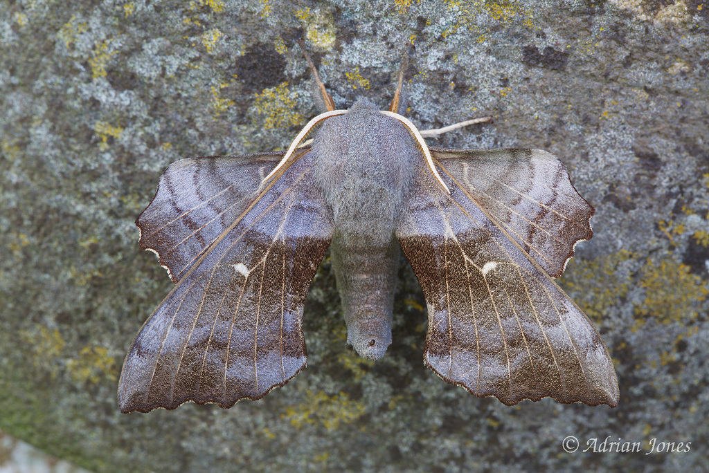Laothoe populi (Poplar Hawk Moth)