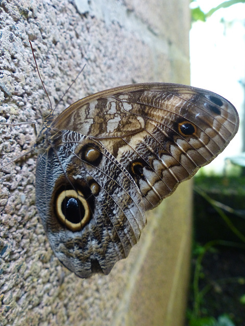 Owl Butterfly - 18 September 2017