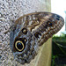 Owl Butterfly - 18 September 2017