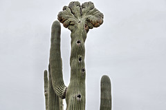 Crested Saguaro Cactus – Desert Botanical Garden, Papago Park, Phoenix, Arizona