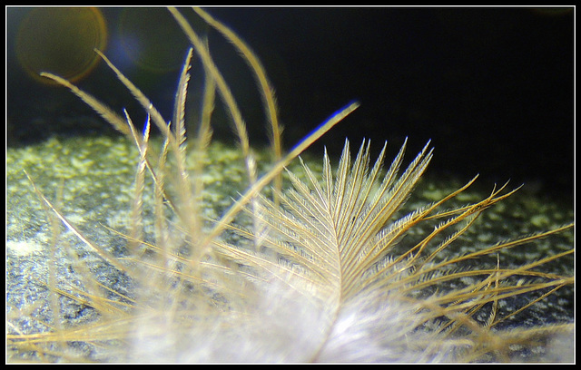 Macro Monday---Feather Theme