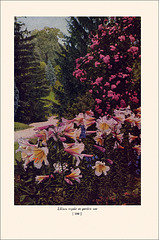 Garden Bulbs In Color (11), 1938/45
