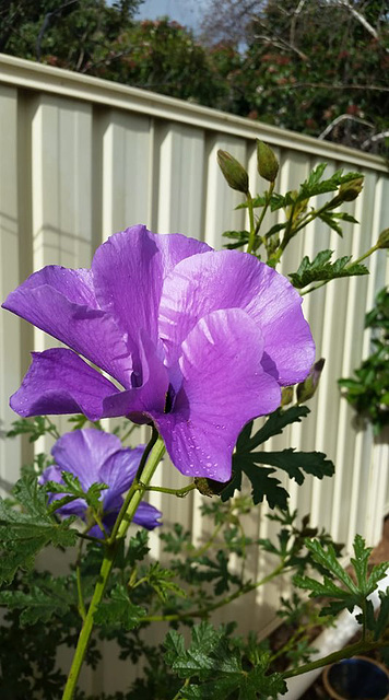 big and purple family Malvaceae