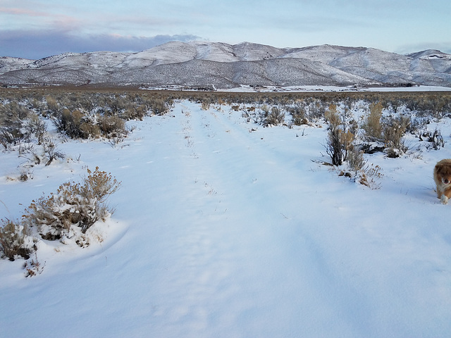 Snowy path